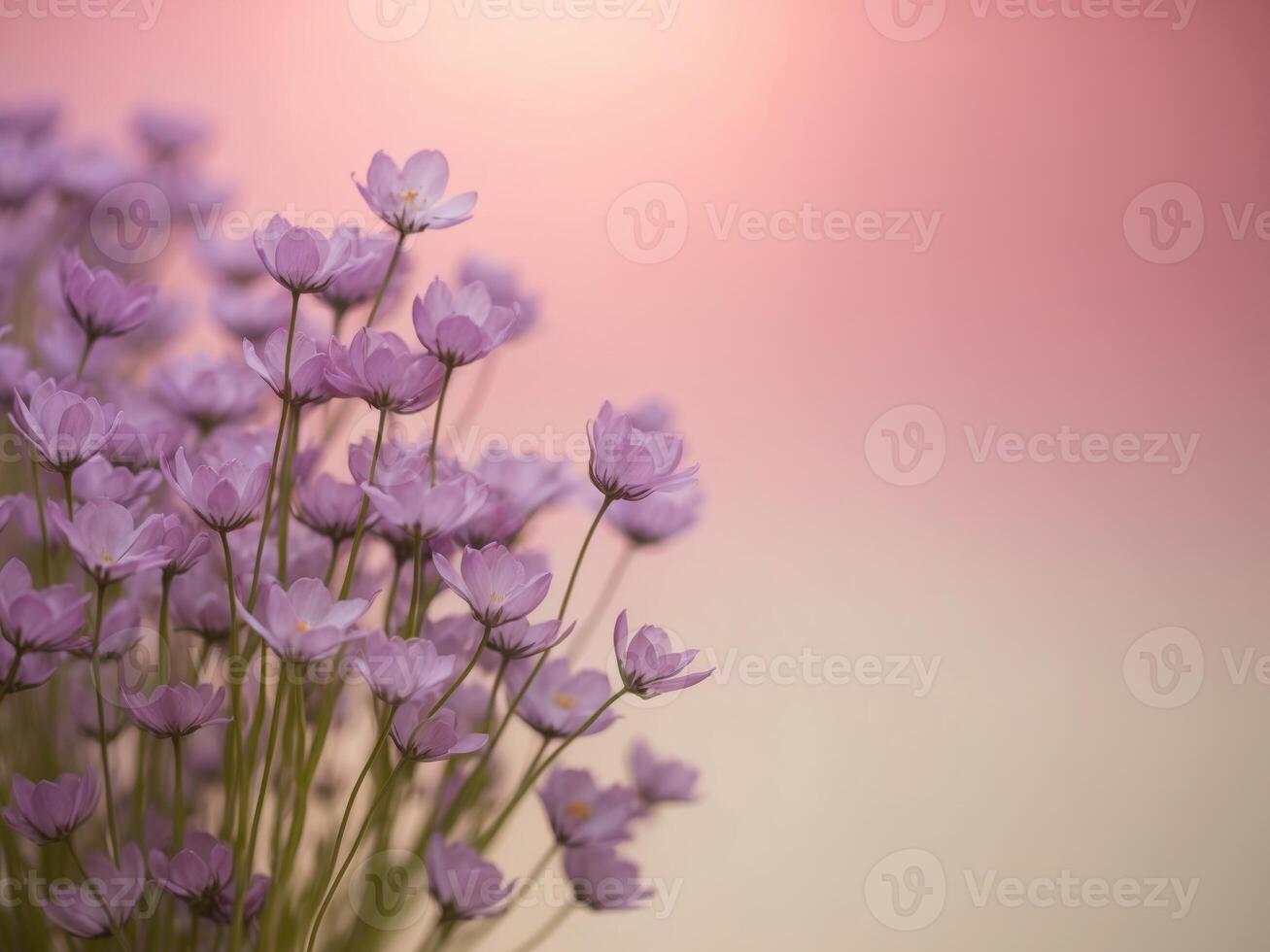 Purple flowers are in a vase against a pink background photo