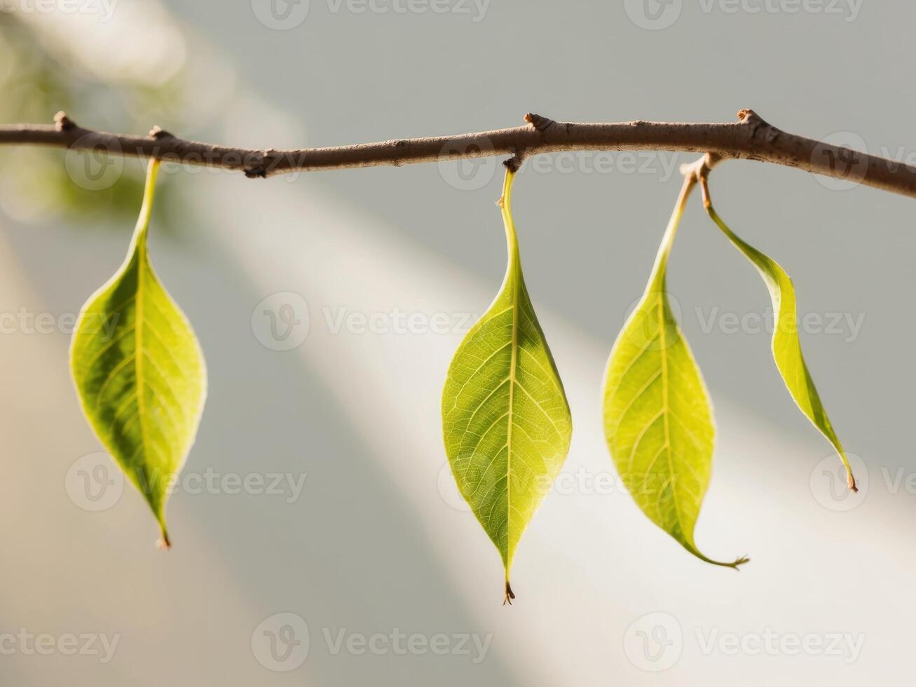 A branch with leaves hanging from it photo