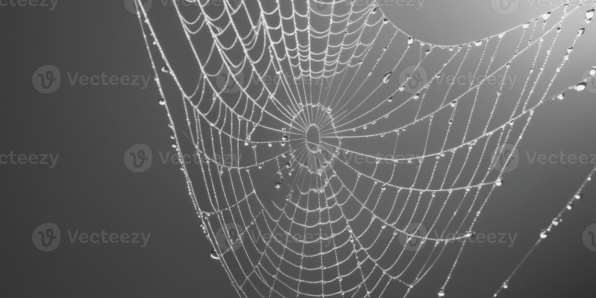 A spider web with water droplets on it photo