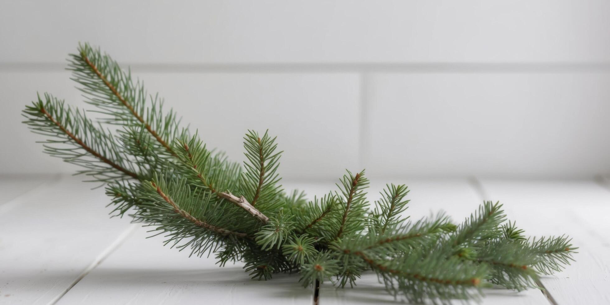 A small branch of evergreen on a white table photo