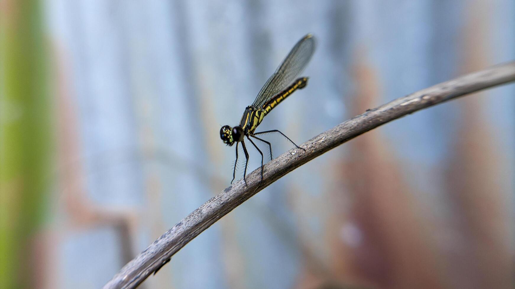 Close-up photo of Libellago lineata dragonfly on a dry branch. Selective focus