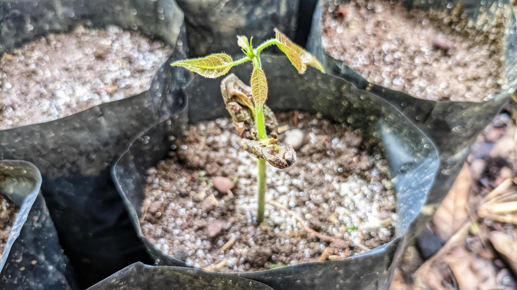 Close to cocoa tree seedlings. planted by farmers in kolibet or pots. Cocoa photo