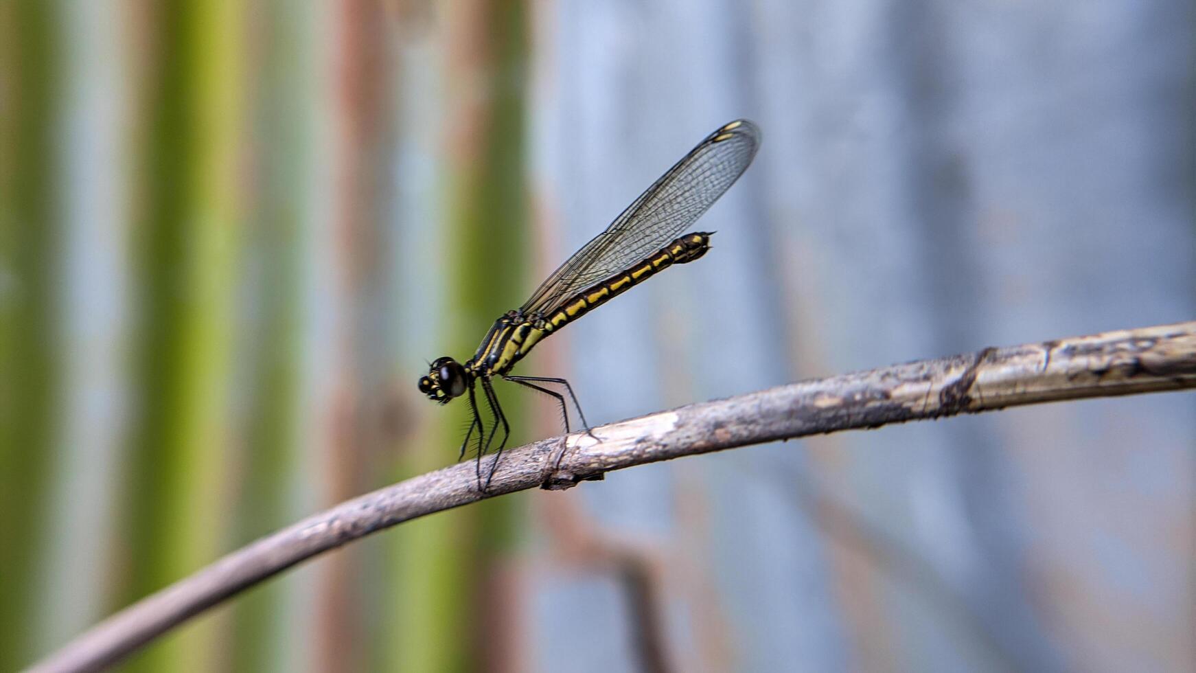 Close-up photo of Libellago lineata dragonfly on a dry branch. Selective focus