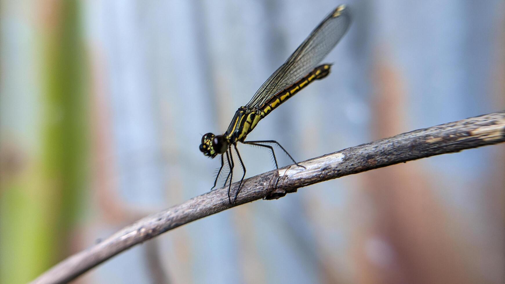 Close-up photo of Libellago lineata dragonfly on a dry branch. Selective focus