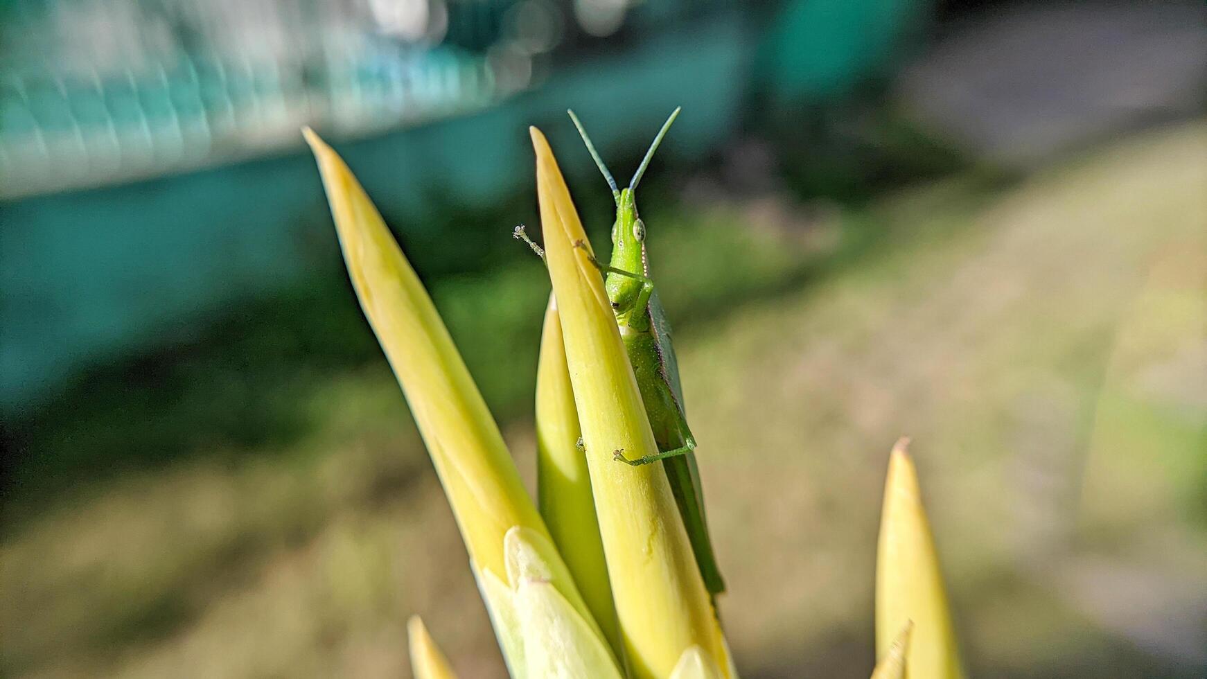 Selective focus of green grasshopper or Atractomorpha crenulata on blurred natural background. photo
