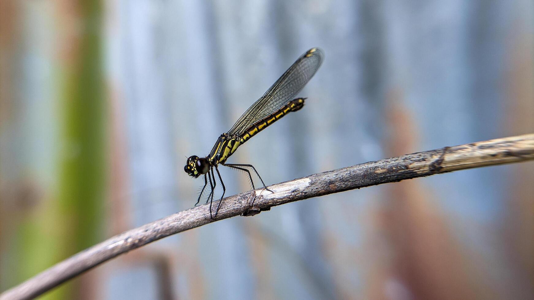Close-up photo of Libellago lineata dragonfly on a dry branch. Selective focus