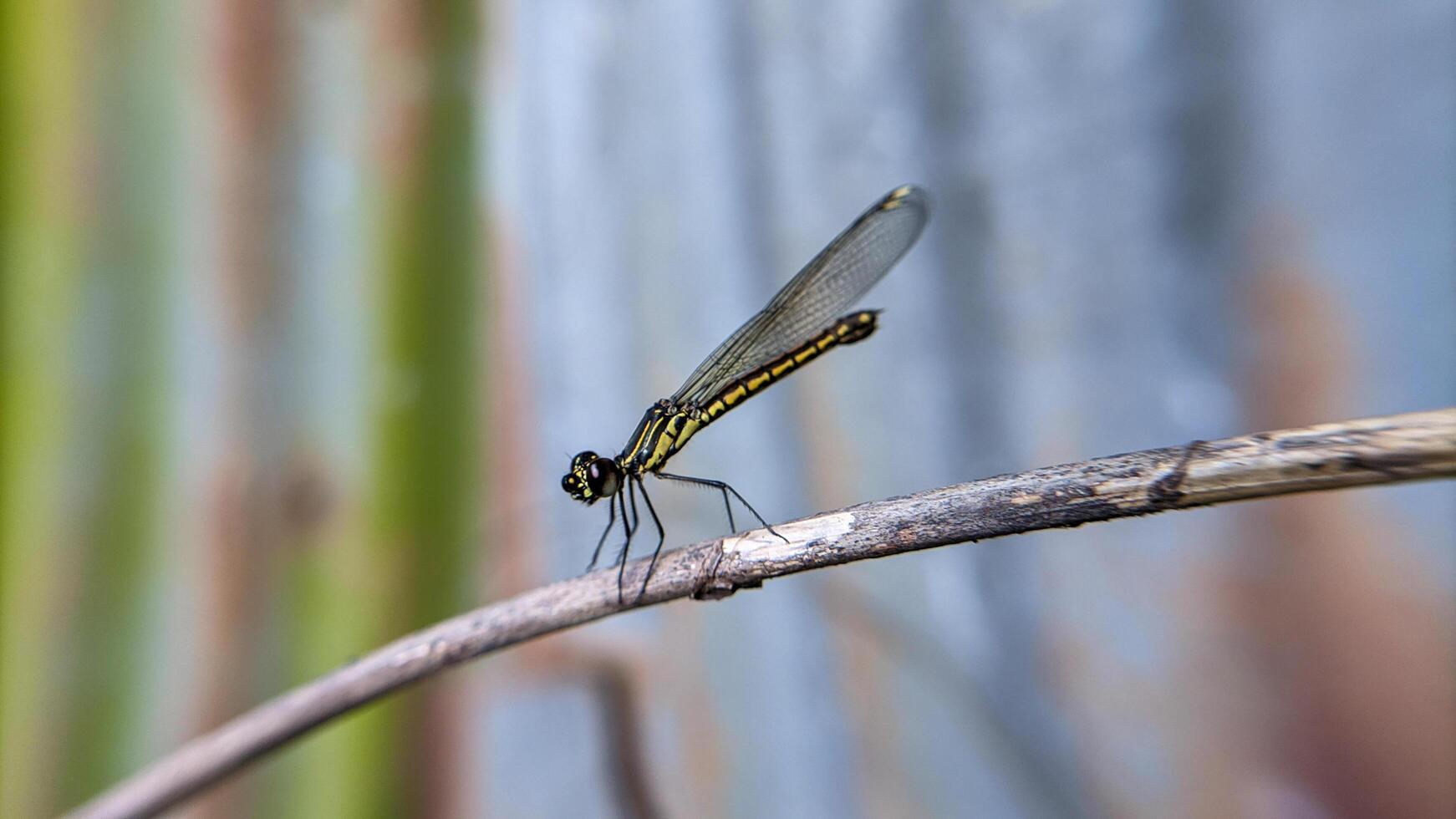 Close-up photo of Libellago lineata dragonfly on a dry branch. Selective focus