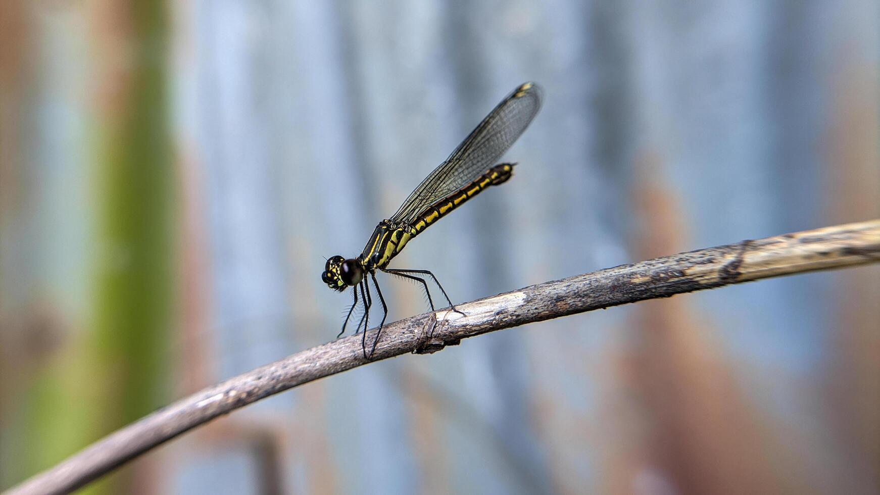 Close-up photo of Libellago lineata dragonfly on a dry branch. Selective focus