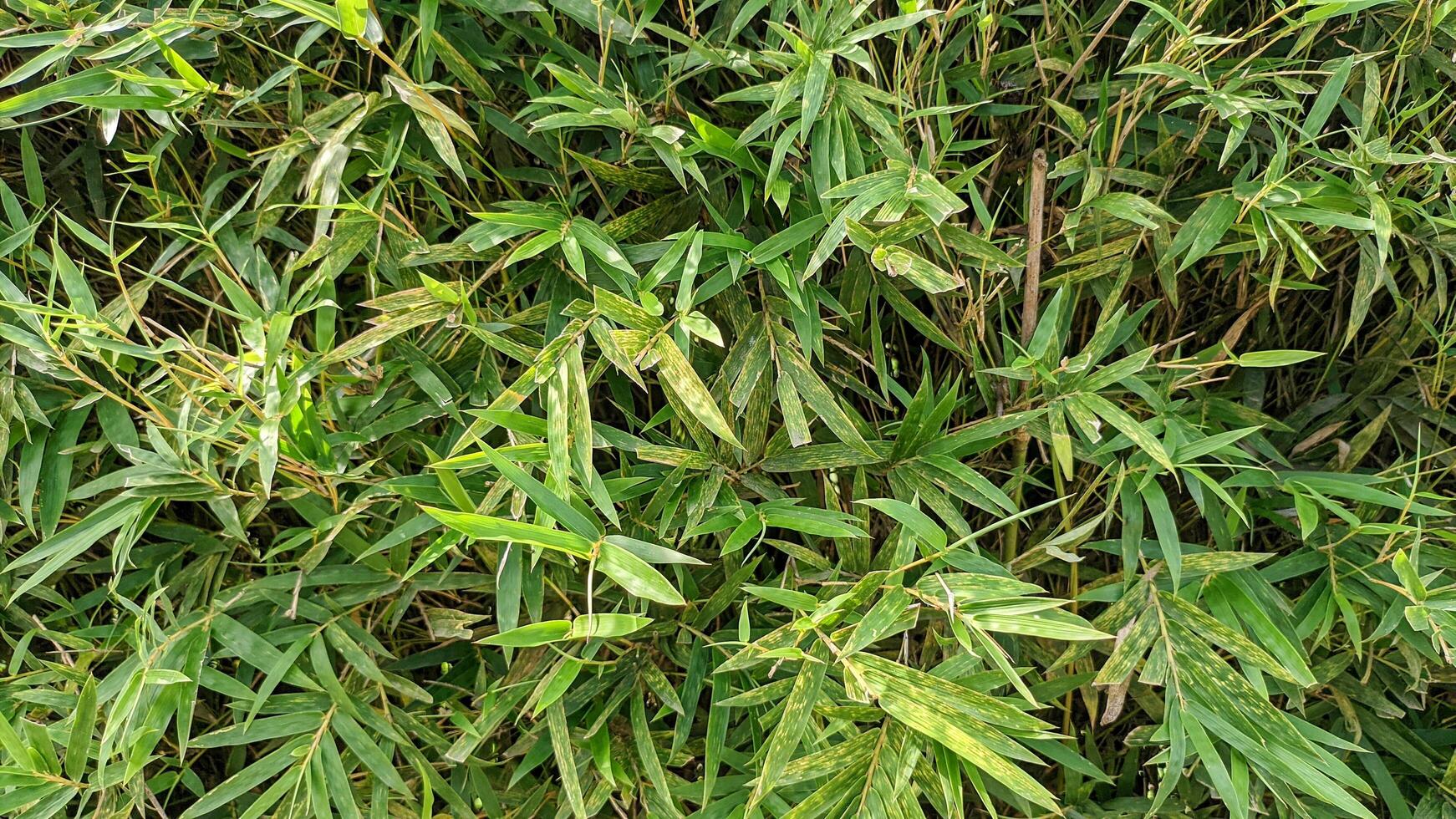 Selective focus of Japanese bamboo plant or Pseudosasa japonica. Background and texture concept photo