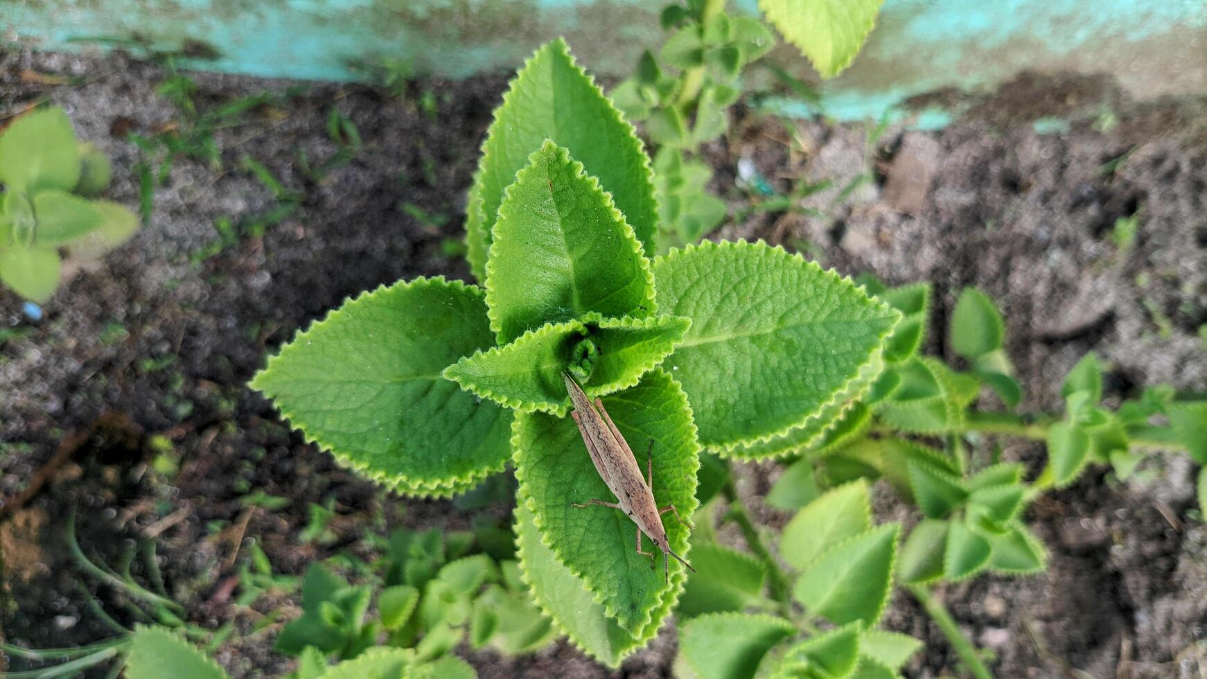 Selective focus on Torbangun or Jintan or Cumin or Sukan plants which are herbal plants from Lamiaceae. Small horn leaves photo