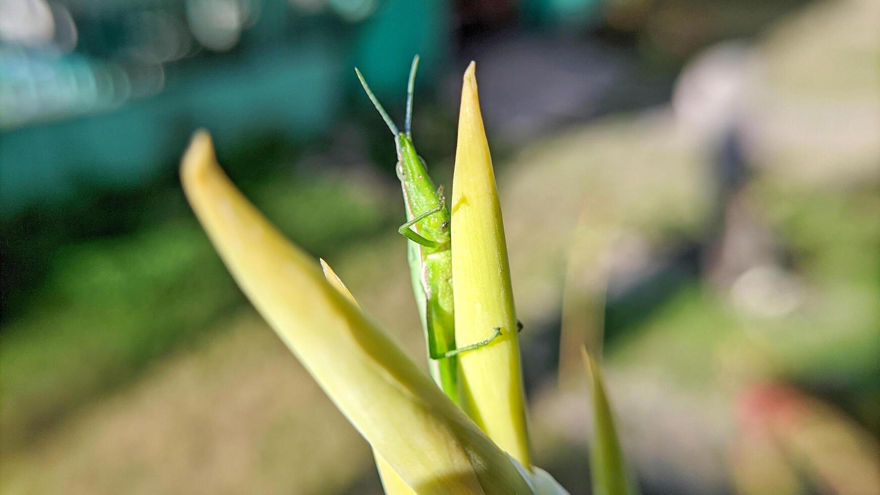 Selective focus of green grasshopper or Atractomorpha crenulata on blurred natural background. photo