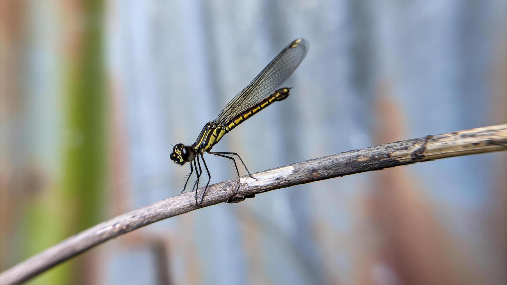 Close-up photo of Libellago lineata dragonfly on a dry branch. Selective focus