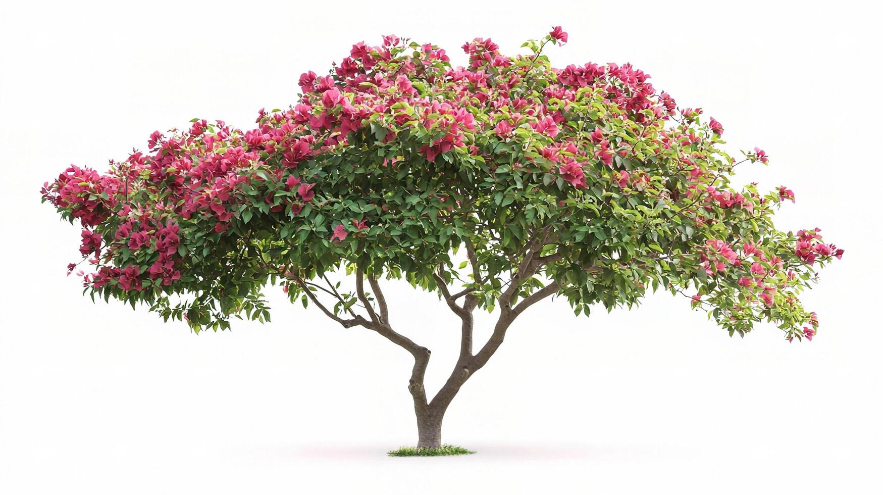 A pink flowering tree is shown on a white background photo