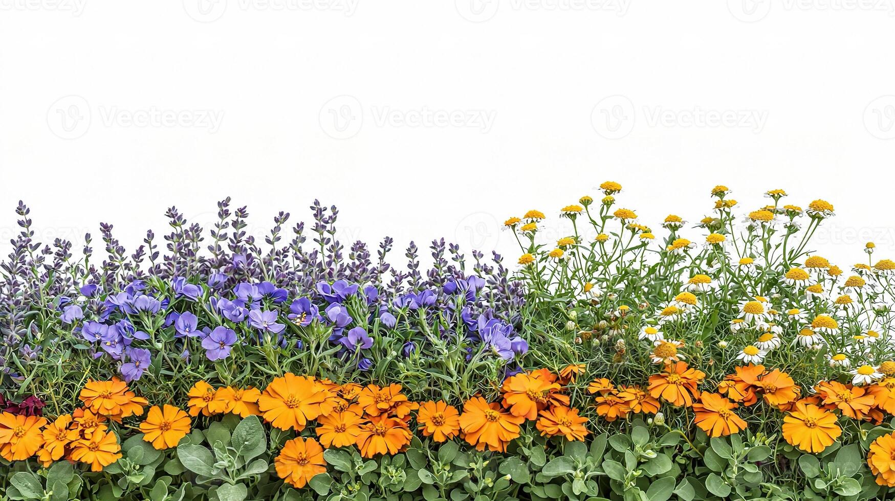 A row of colorful flowers on a white background photo