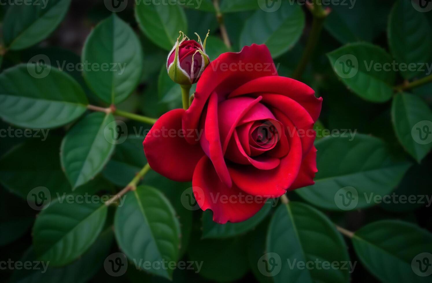 Bush beautiful large red roses, blooming flower outside in garden, close-up photo