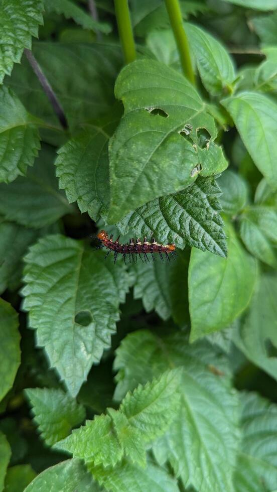 Exotic Acraea terpsicore Tawny coster Caterpillar with Spiky Body Crawling on Leaf Surface photo