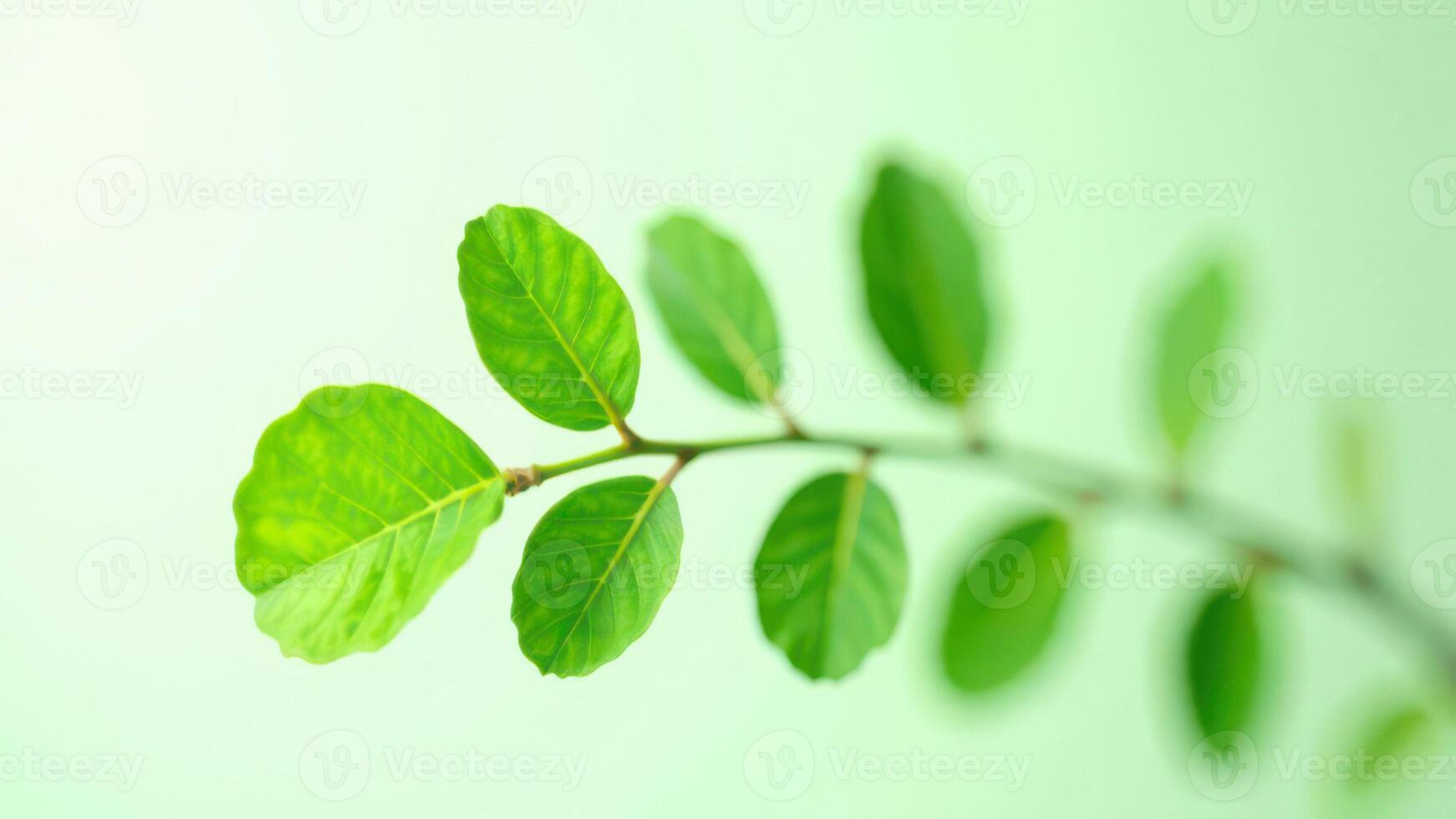Lush green branch with vibrant leaves on soft green background photo