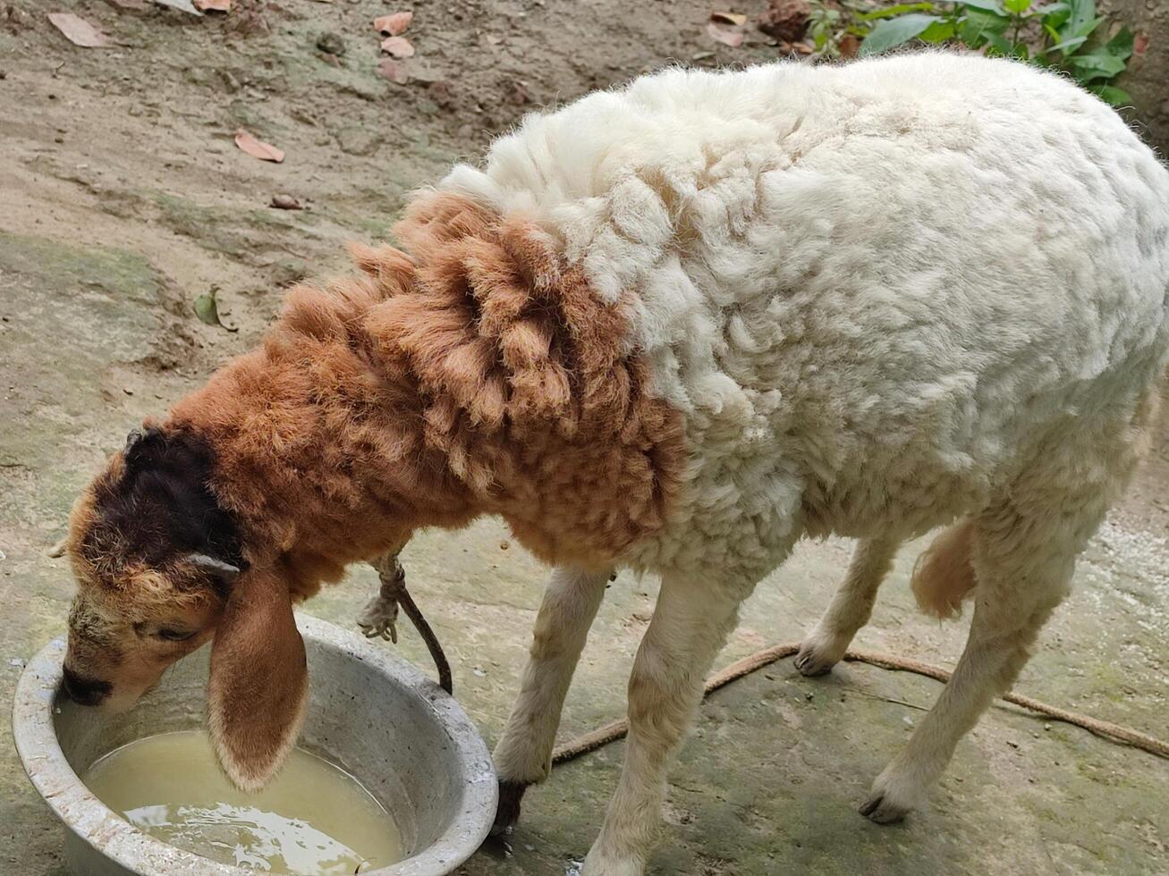 A sheep drinking water from a metal bowl photo