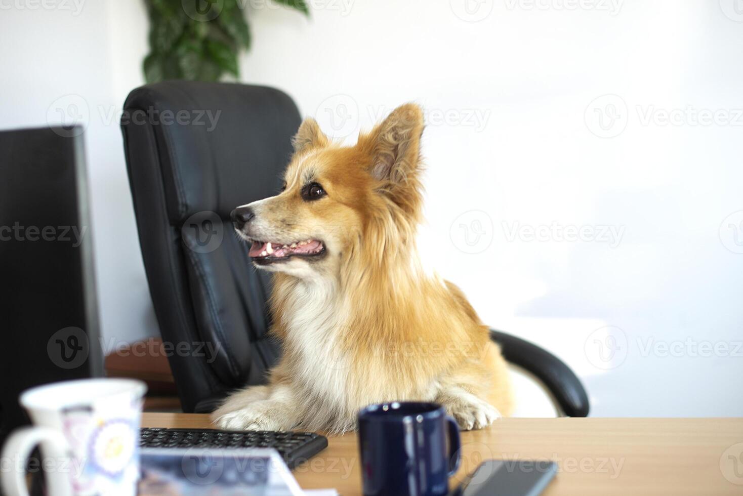 Cute corgi dog sits in a chair and worksing on a computer in the office at his desk photo