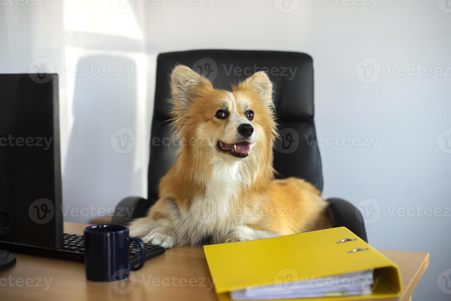 funny corgi dog sits in a chair and worksing on a computer in the office at his desk photo
