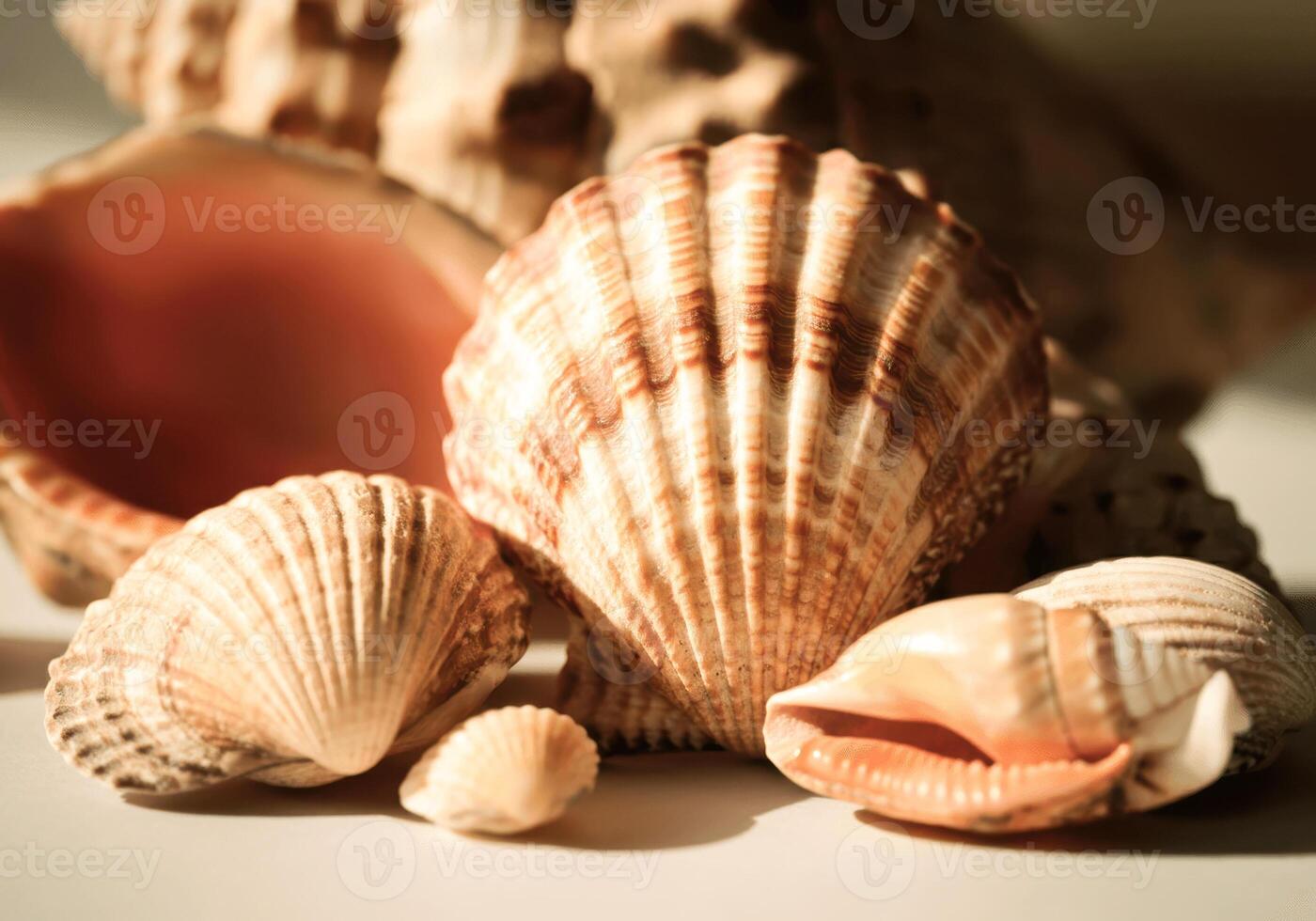 Close-up of seashells with vivid patterns and natural textures in sunlight photo