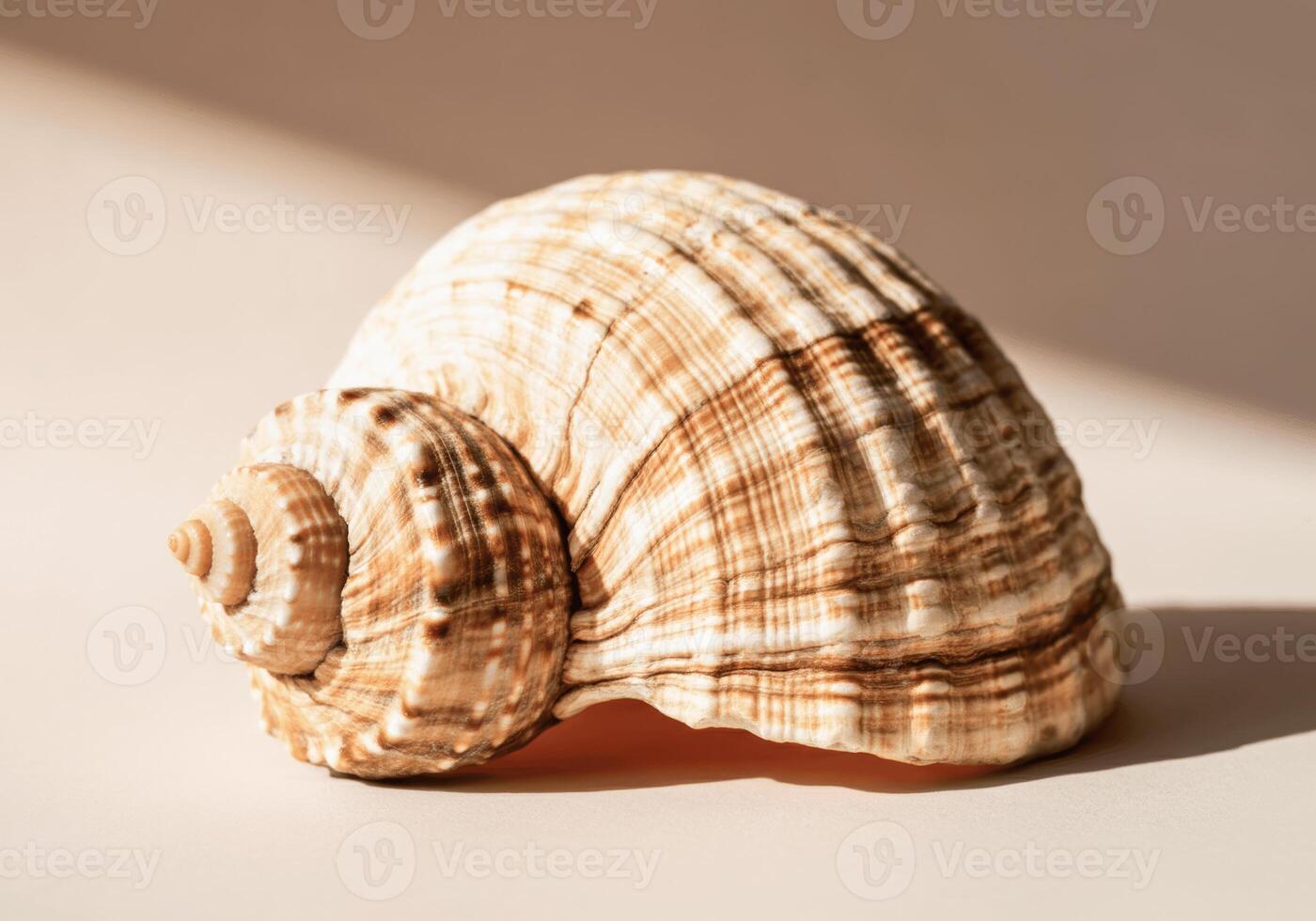 Close-up of textured seashell on neutral background with natural lighting photo