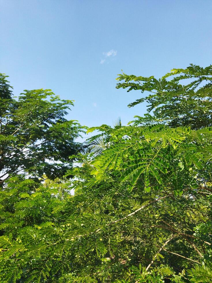 a tree with green leaves and blue sky photo