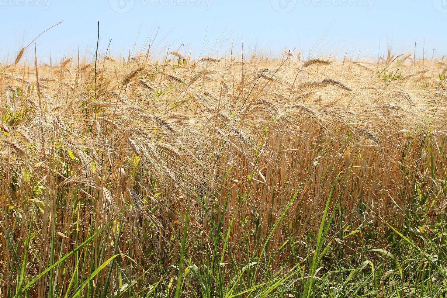 Rye fields. Ripe ears of rye. Beautiful rural landscape in the rays of the summer sun. Blue sky. photo