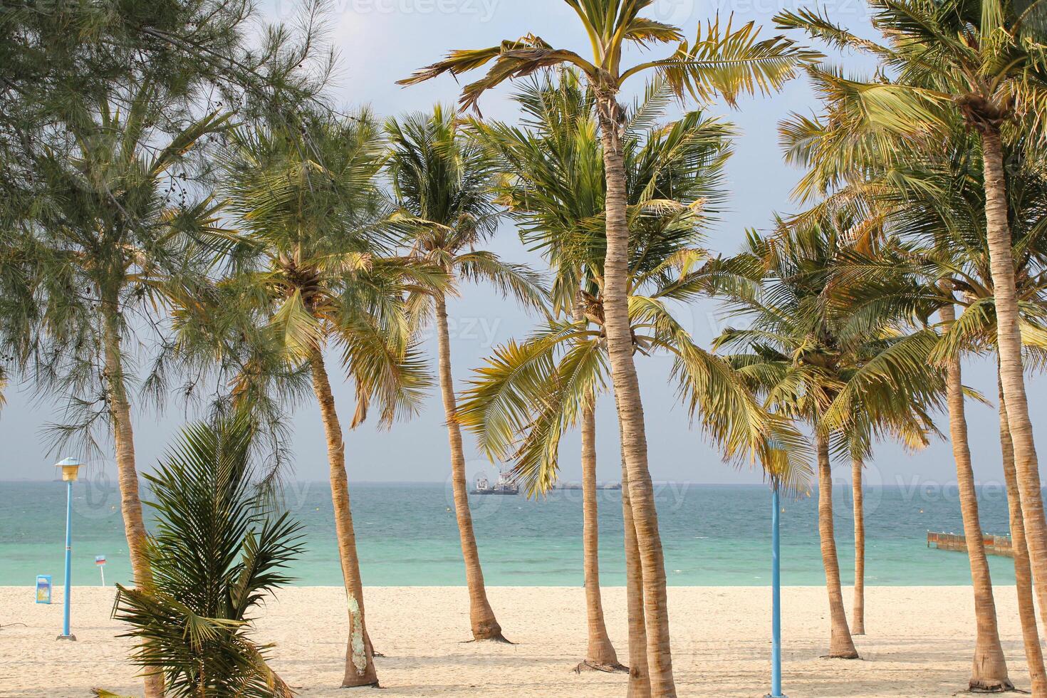 Palm trees on the beach of Thailand. Against the backdrop of a beautiful blue sea and blue sky. Phuket. Sunny weather. Relax. photo