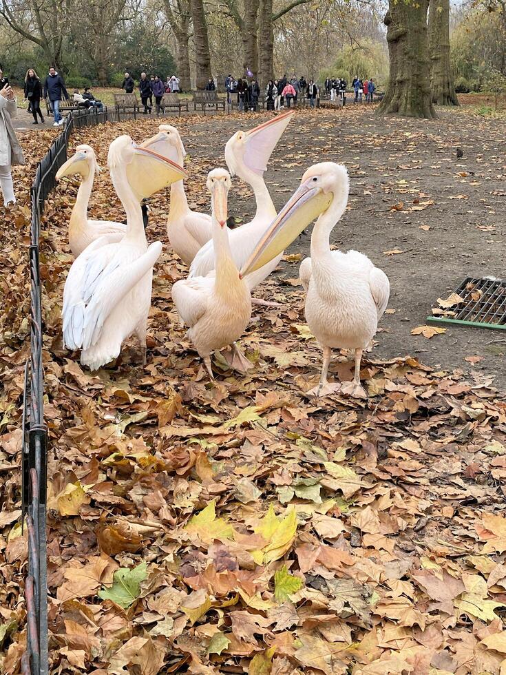 A group of pelicans standing on a leaf covered ground photo