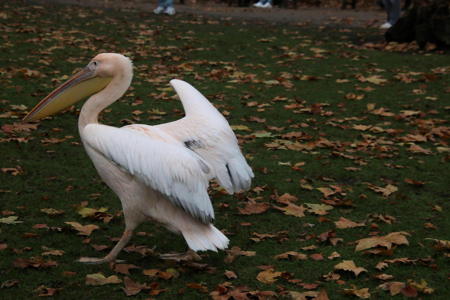 A large white bird standing on the grass photo