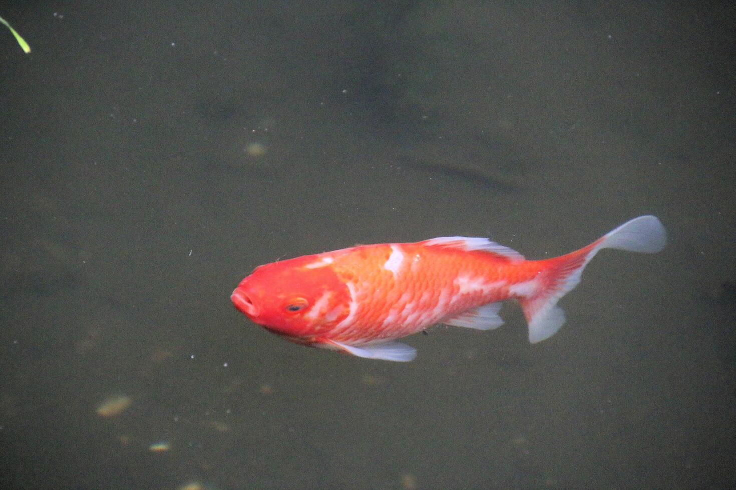 A red fish swimming in a pond with grass photo