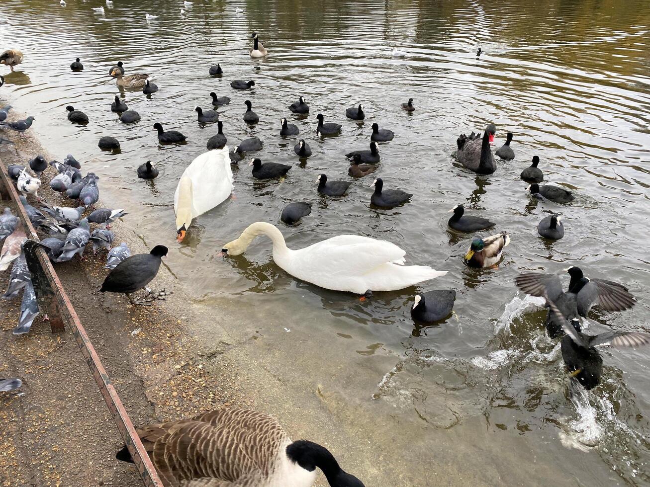 A flock of birds and a white swan in a pond photo