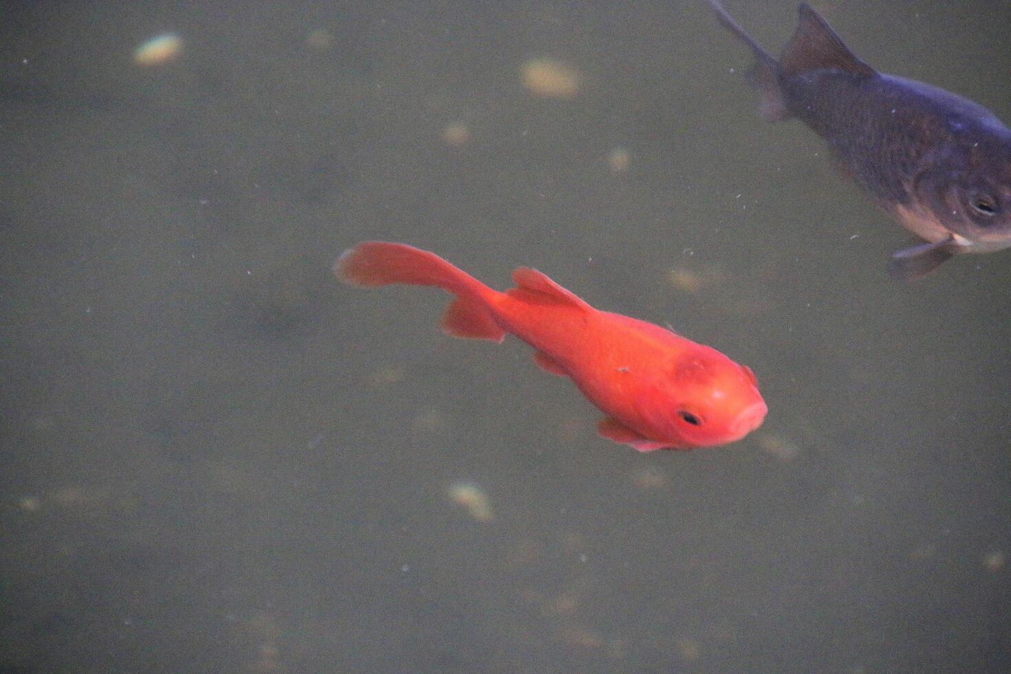 Two fish swimming in a pond photo