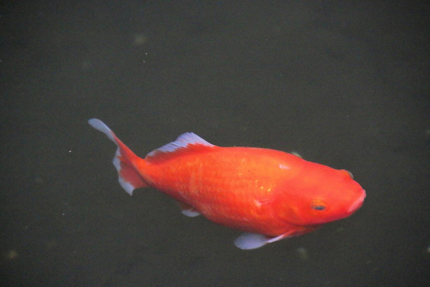 A red fish swimming in a pond photo