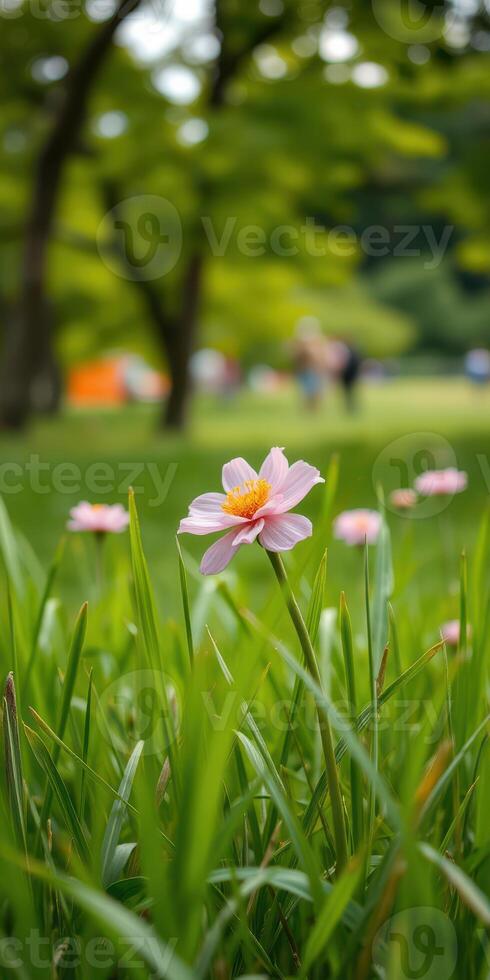 Pink flower blooming amidst green grass in a park during a sunny day with blurred background photo