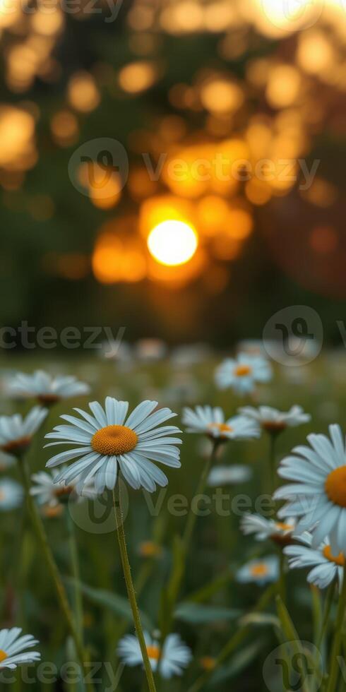 Bright daisies bloom in a field as the sun sets behind a vibrant orange horizon photo