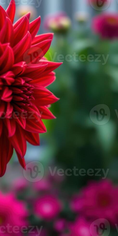 Vibrant red flower blooms in a lush garden during springtime photo