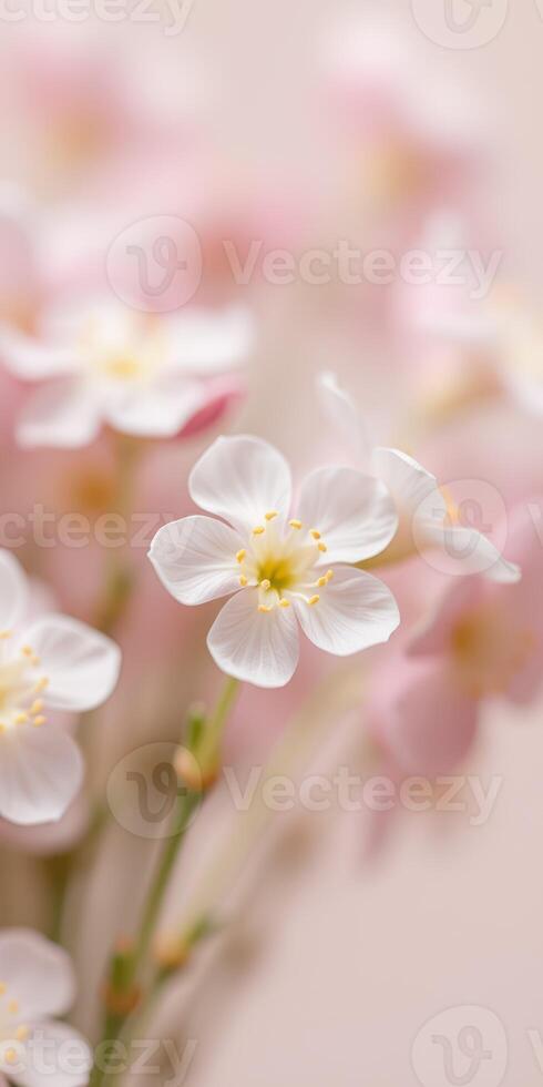 Delicate white flowers with soft pink background creating a serene atmosphere in springtime photo