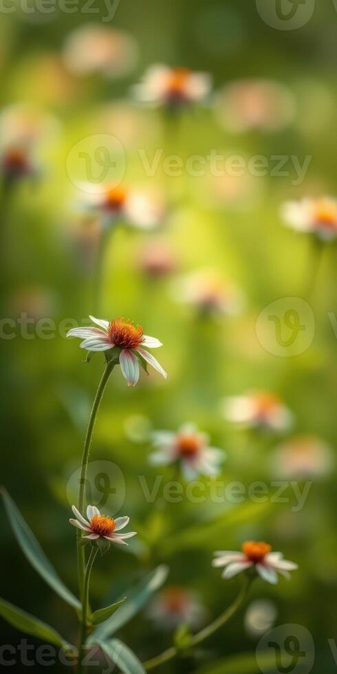 Delicate white flowers with orange centers bloom in a lush green field during the warm afternoon light photo