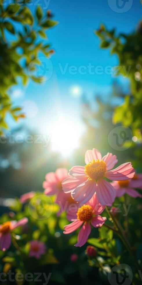Bright pink flowers basking in sunlight with lush green leaves on a sunny day photo