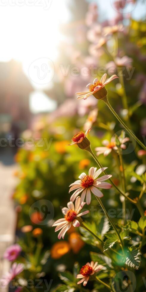 Vibrant flowers blooming in a sunlit garden during late afternoon in a serene urban setting photo