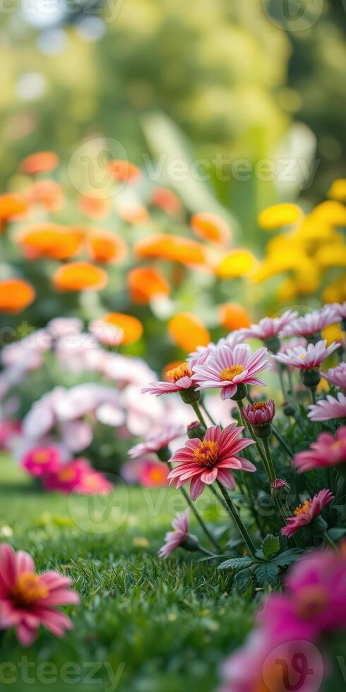 Colorful garden blooms showcasing vibrant flowers in a lush setting during a sunny day photo