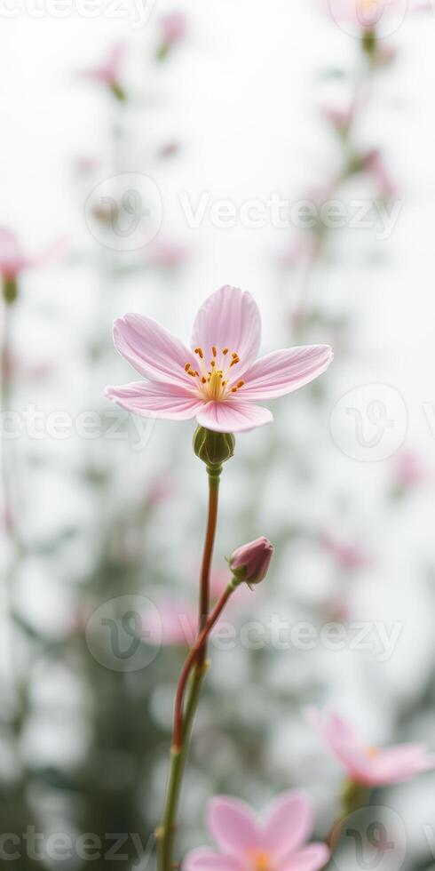 Beautiful pink flowers bloom in spring, showcasing delicate petals and vibrant green background filled with nature's beauty photo