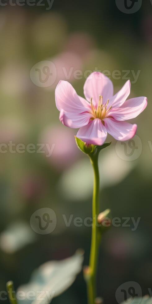 Delicate pink flower blooming in a lush meadow during soft daylight in spring photo