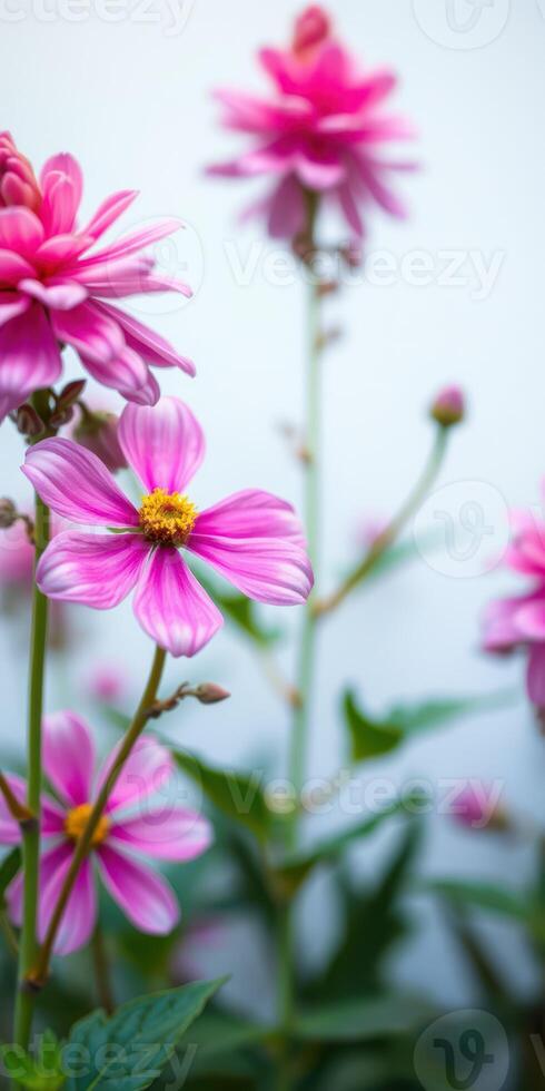 Bright pink flowers bloom in a vibrant garden during a sunny day in early spring showcasing nature's beauty and colors photo