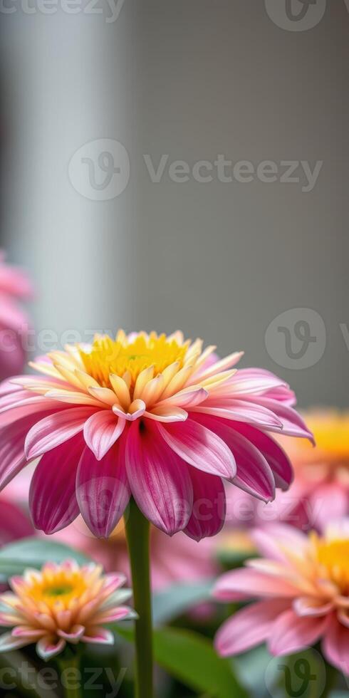 Pink and yellow flower in full bloom with a soft background enhancing its beauty photo