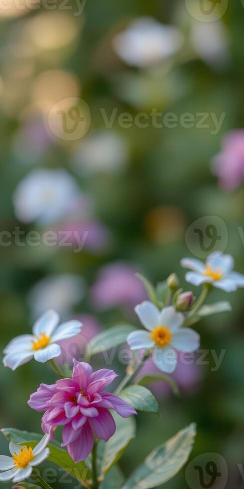 Colorful blossoms in a serene garden during spring sunlight with blurred background and vibrant petals photo