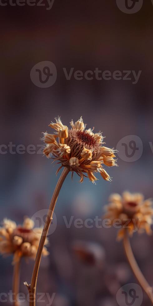 Dried wildflowers standing tall against a blurred background in soft lighting during the golden hour photo
