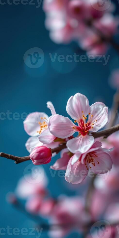 Delicate cherry blossom flowers blooming against a serene blue background in springtime photo